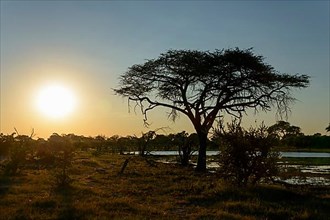 Acacia and lake in the sunset between Sankuyo and Mababe Village