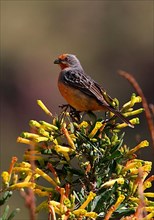 Two-banded Plantcutter