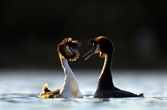 Adult pair of great crested grebe