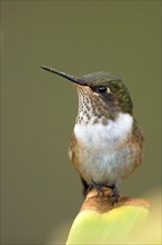 Scintillant hummingbird