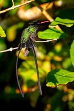 Red-billed Streamertail Hummingbird