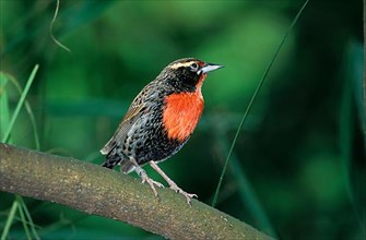 Peruvian Meadowlark