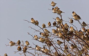 Cape Sparrow