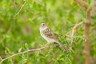 Clay-coloured Sparrow