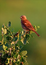 Parrot-billed Sparrow