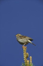 Savannah sparrows