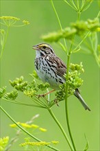 Savannah sparrow