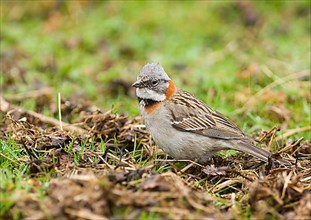 Rufous-collared sparrows
