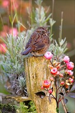 Singing song sparrow