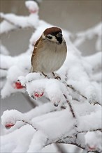 Eurasian eurasian tree sparrow