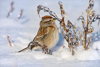 American Tree Sparrow
