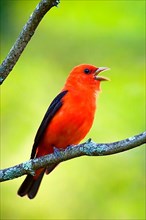 Scarlet tanager