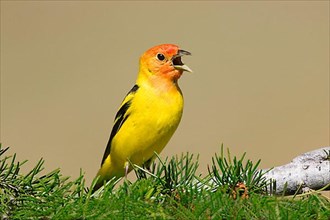 Western western tanager