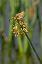 Palm Warbler