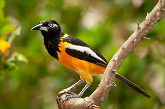 White-winged Oriole