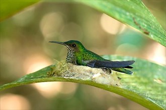 White-necked Jacobin