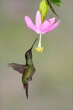 Magnificent magnificent hummingbird