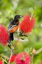 Adult male orchard oriole