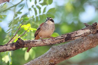 Stripe-headed Sparrow