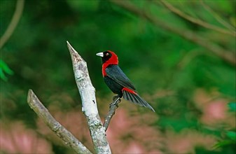 Crimson-collared tanager