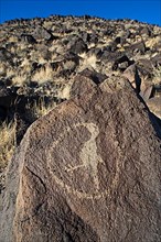 Hummingbird petroglyphs carved on basalt rock