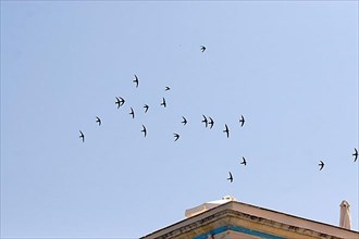Swift flock over roof