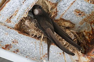 Swifts at the nest in the rafters of a building