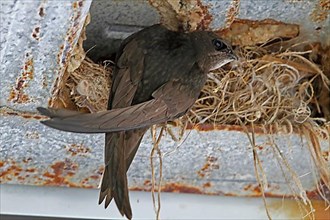 Swifts at the nest in the rafters of a building
