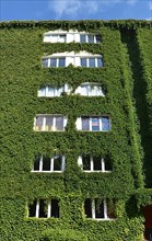 Facade greening