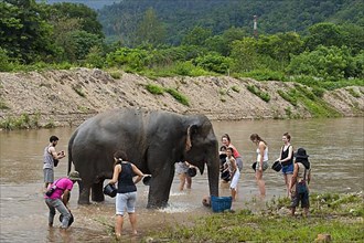 Tourists wash the Asian elephant