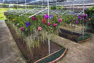 Colourful orchids in the greenhouse