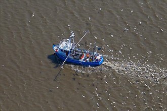 Aerial view of blue shrimp trawler boat fishing for shrimp at sea followed by seagulls