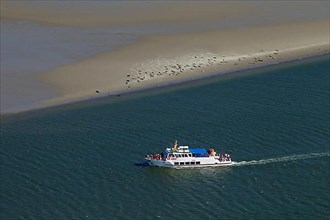 Boat with tourists visiting a harbor seal