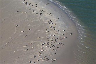 Bird's eye view of harbor seals