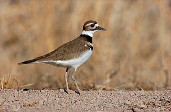 Wedge-tailed Plover