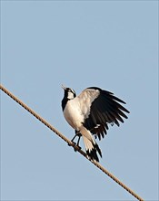 Australian magpie-lark