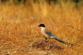 Blue azure-winged magpie