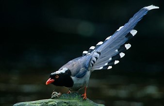 Red-billed Kitta