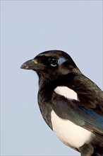 Common Magpie