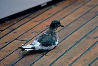 White-winged Petrel