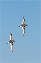 White-winged Petrel