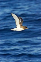 White-winged Petrel