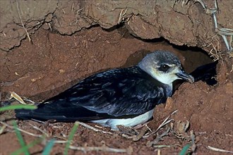 Black-winged Petrel