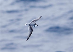 Blue petrel
