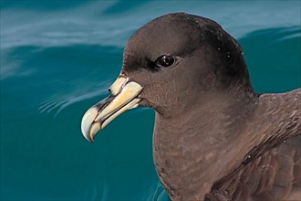 Adult white-chinned petrel