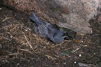 Leach's Storm Petrel At nest with young