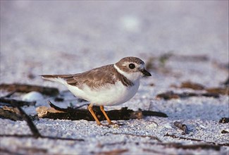 Piping plover