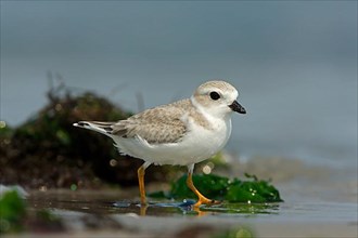 Piping plover