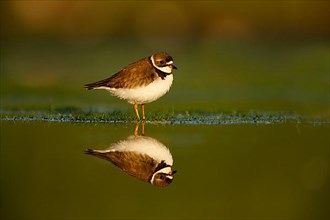 American Ringed Plover
