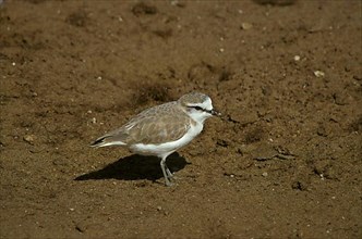 White-fronted Plover
